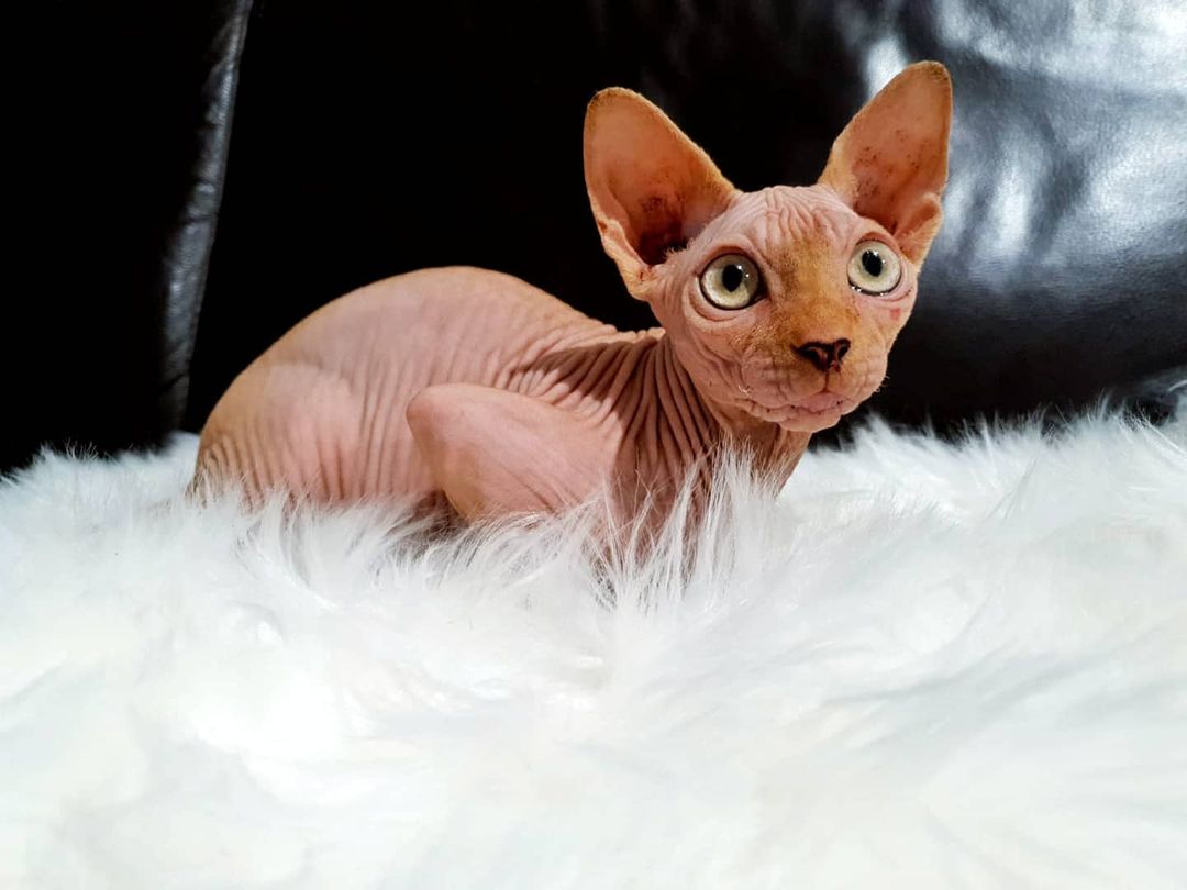 marty_the_sphynx_20210502_115