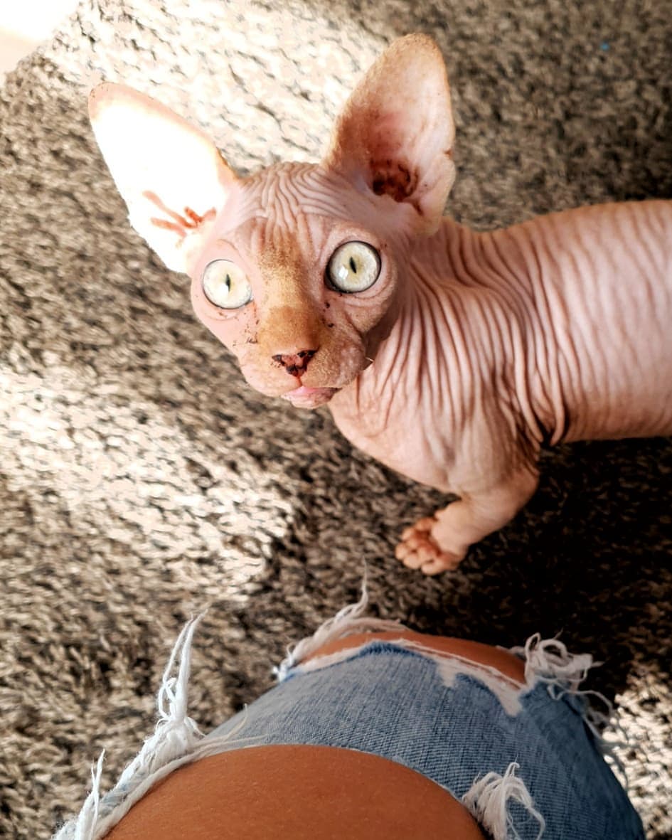 marty_the_sphynx_20210502_120