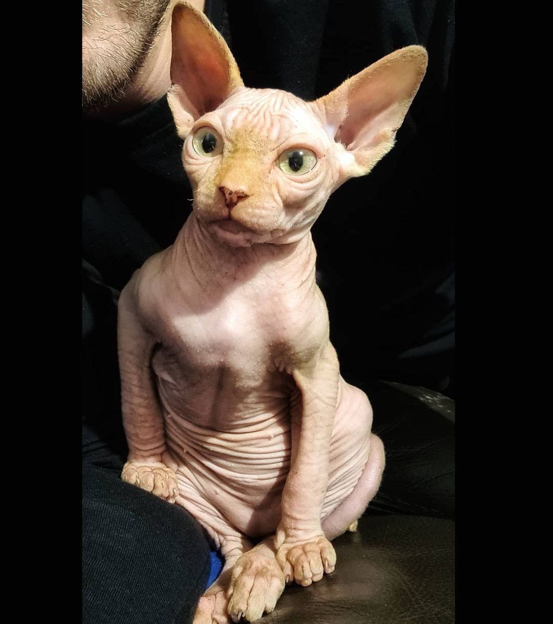 marty_the_sphynx_20210502_123
